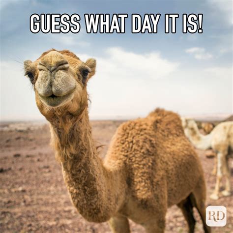 hump day meme|hump day jokes.